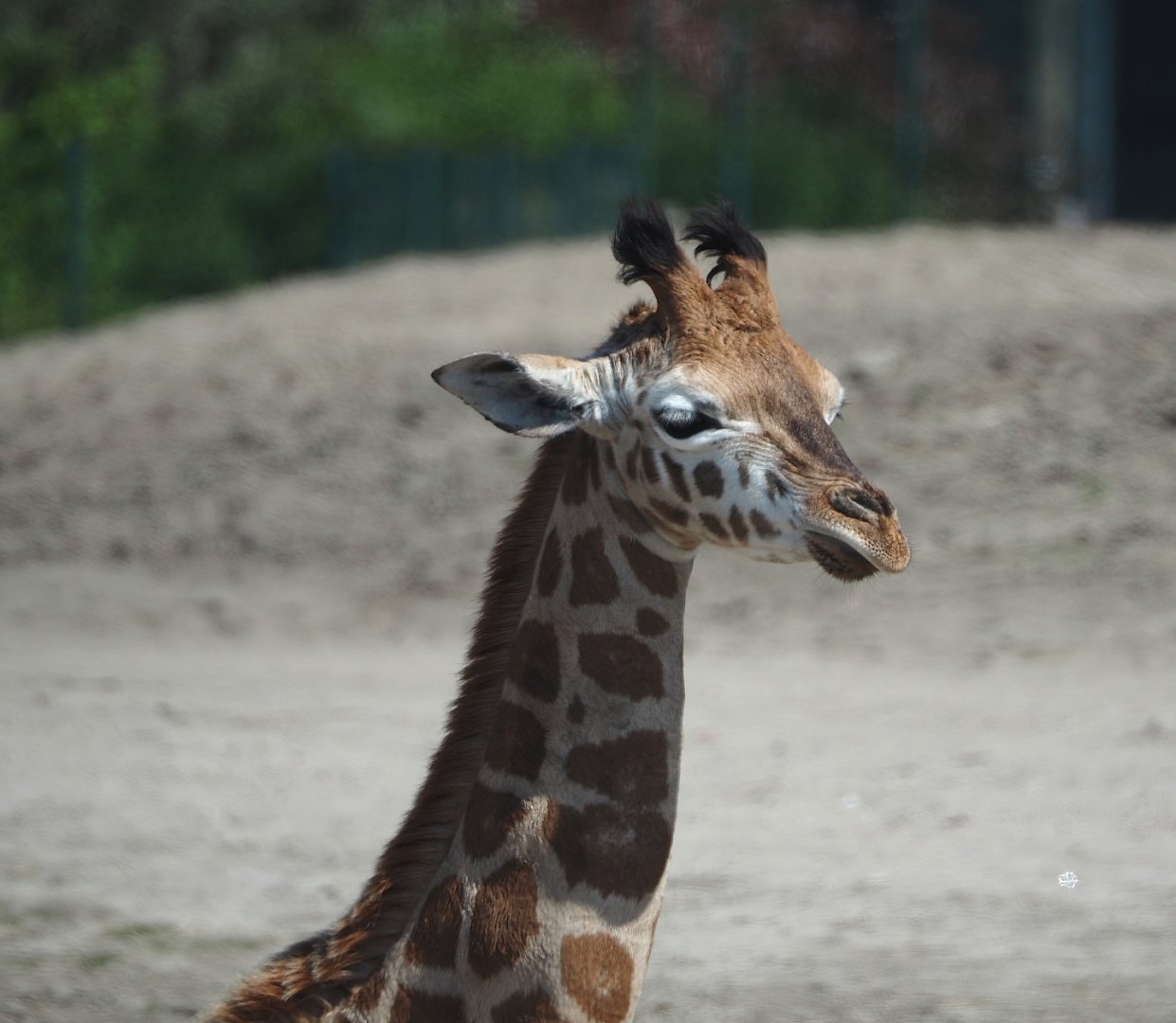 Rothschild's giraffe calf (Giraffa camelopardalis rothschildi), 2025-04-30