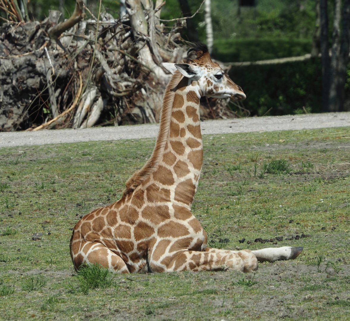 Rothschild's giraffe calf (Giraffa camelopardalis rothschildi), 2025-04-30