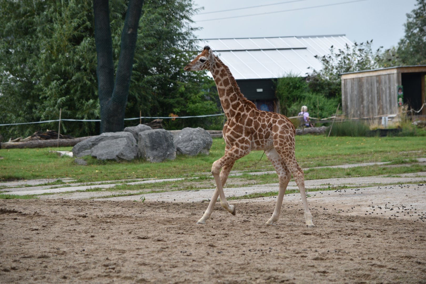Rothschild's giraffe calf (Stanley)