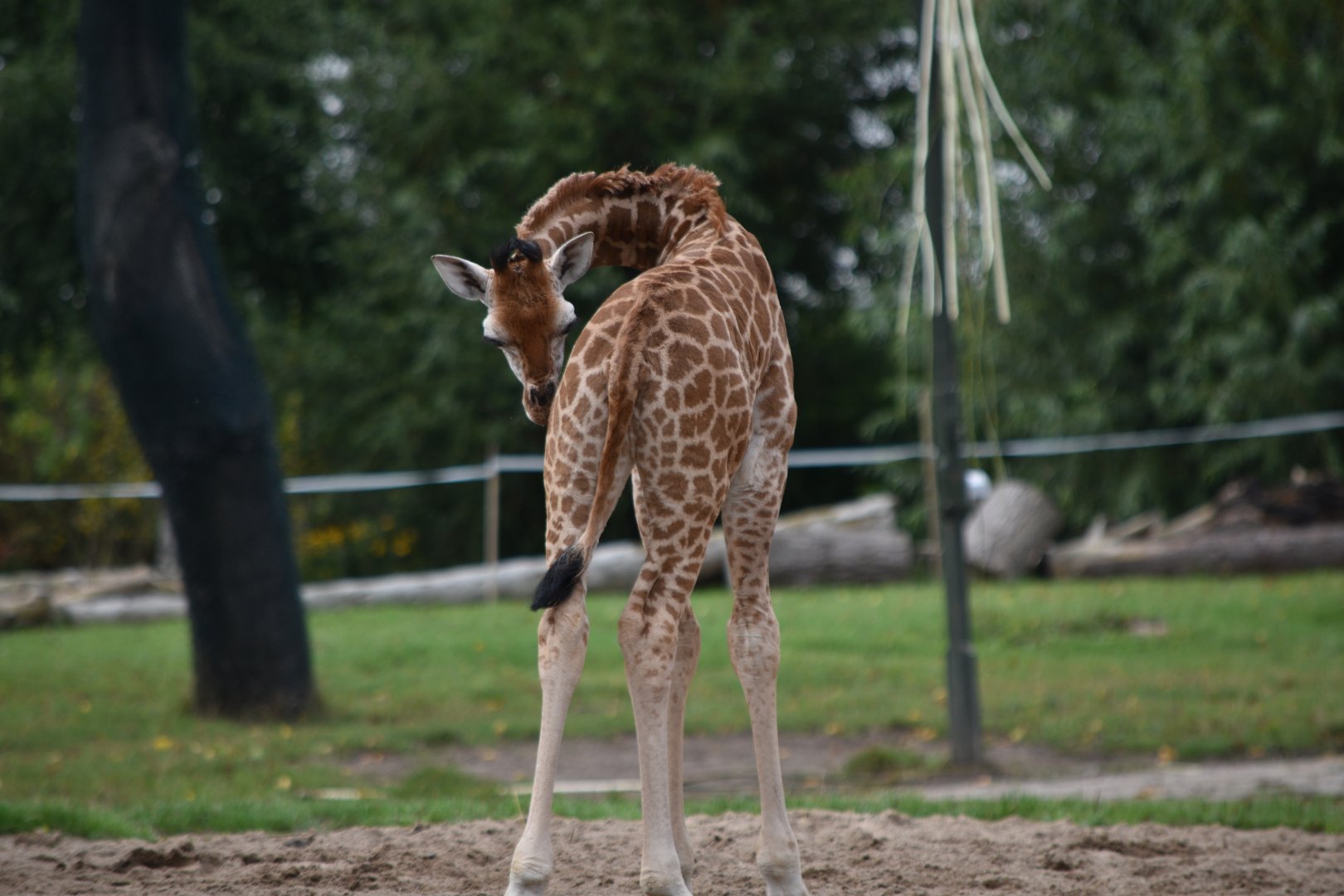 Rothschild's giraffe calf (Stanley)