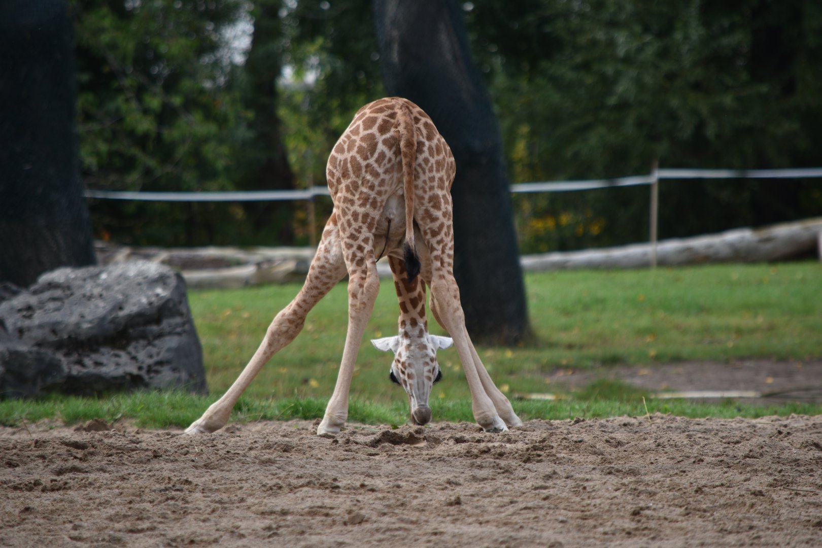 Rothschild's giraffe calf (Stanley)