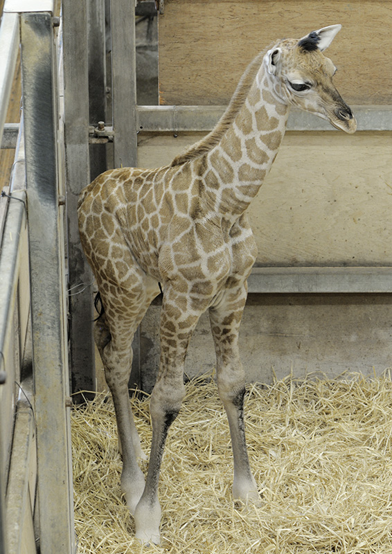 Rothschild's giraffe calf