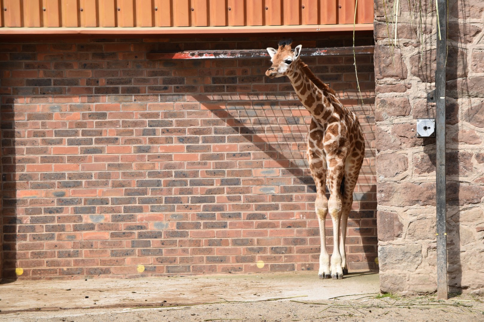 Rothschild's Giraffe Calf