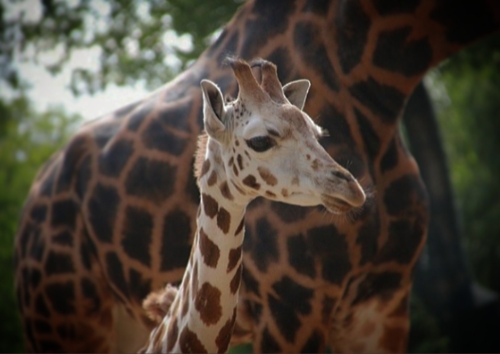 Rothschild's Giraffe Calf