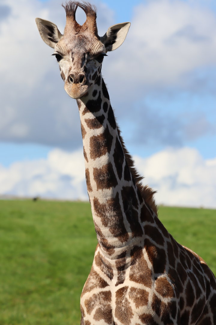 Rothschild's Giraffe, Calf