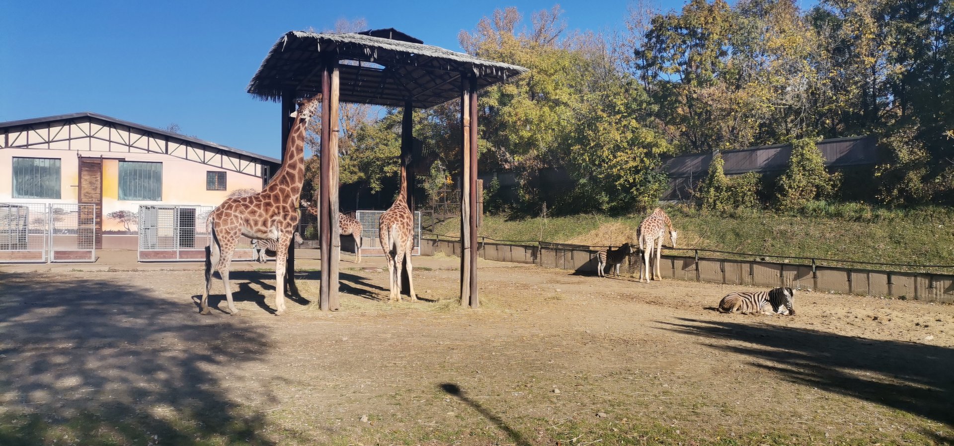 Rothschild's Giraffe / Chapman's Zebra