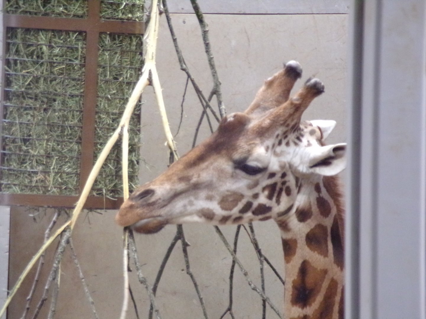 Rothschild’s giraffe closeup