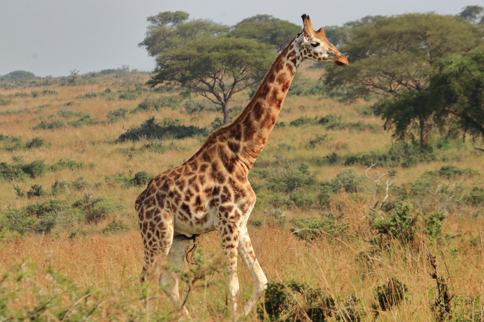 Rothschild's giraffe (December 2019)