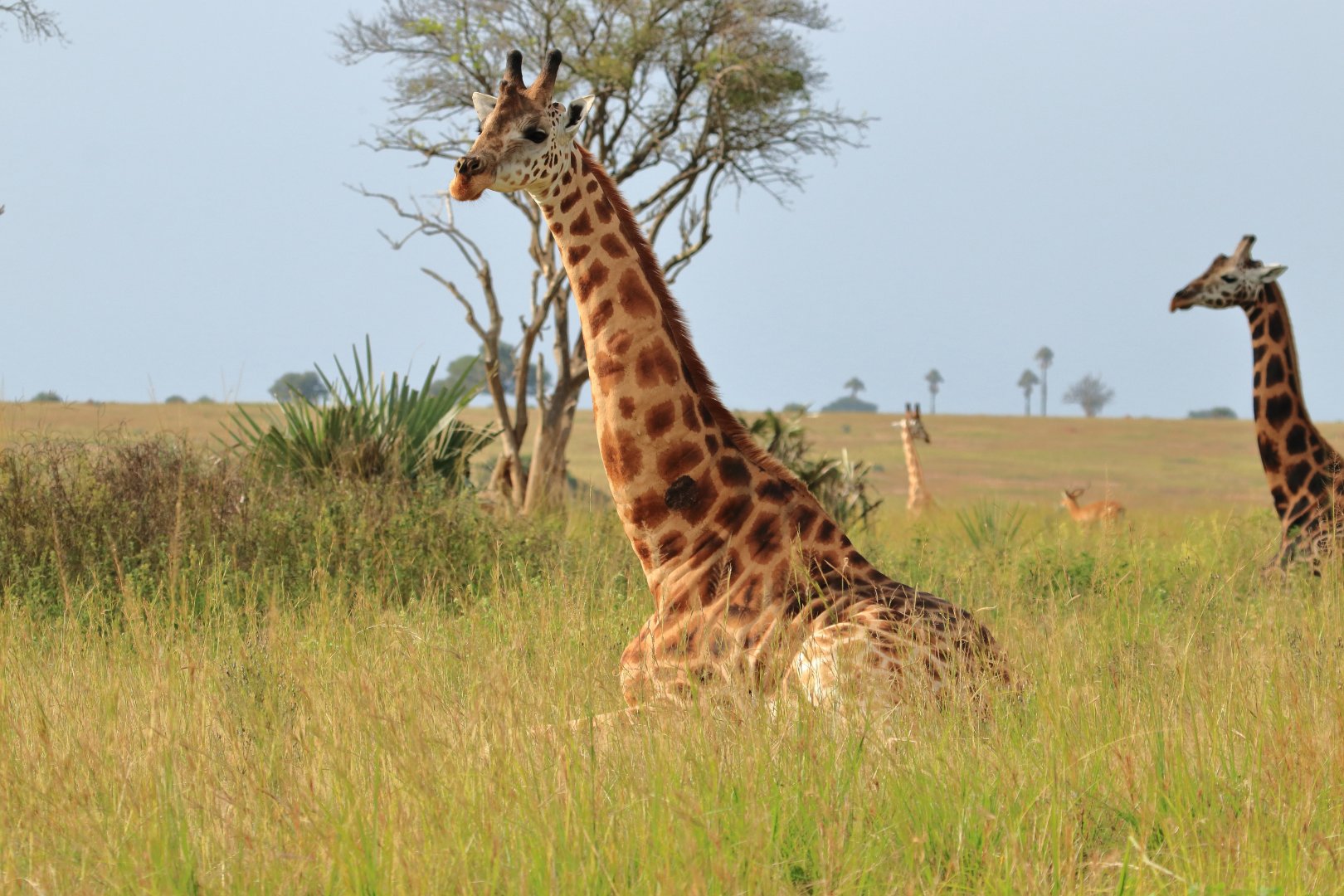 Rothschild's giraffe (December 2019)