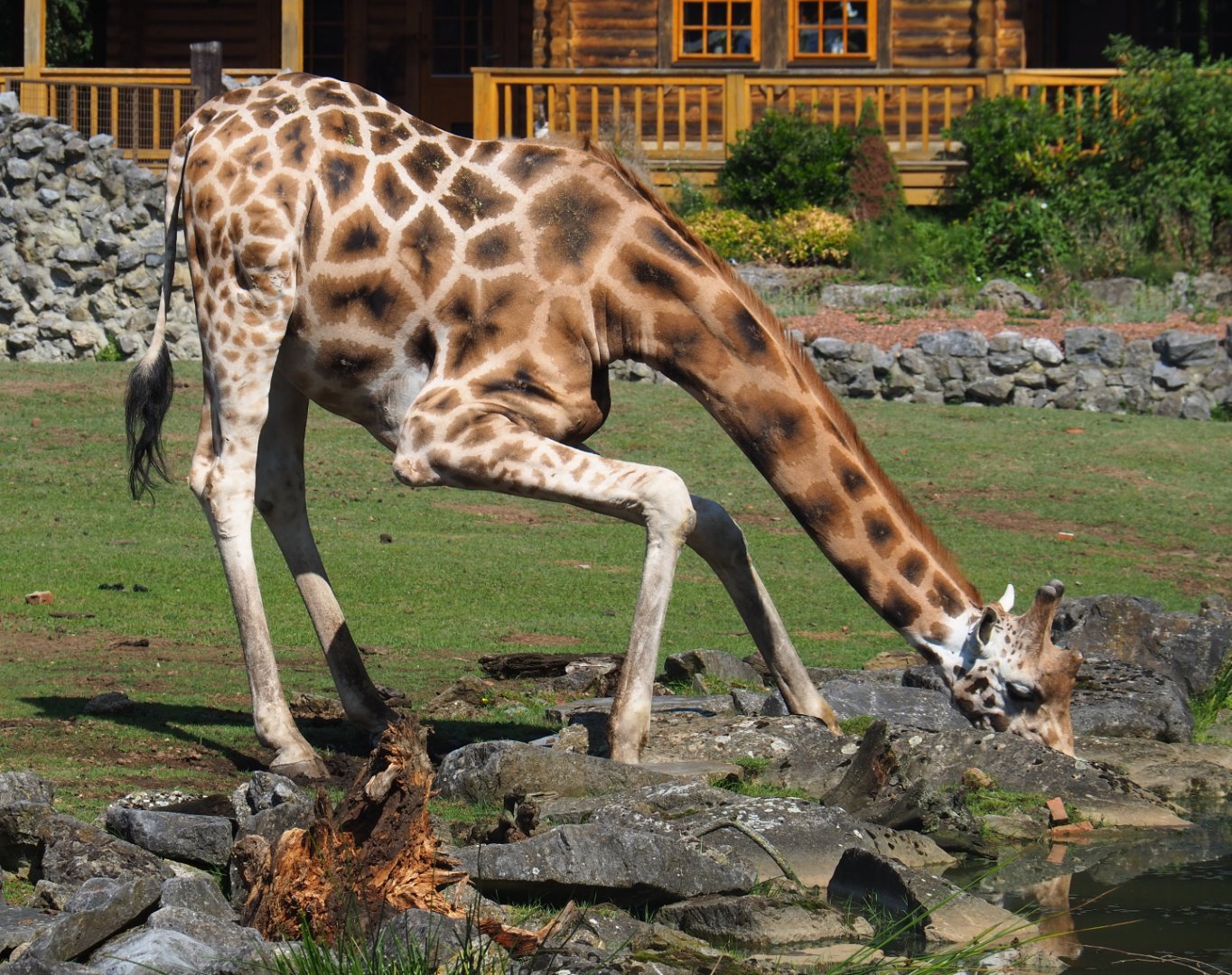 Rothschild's giraffe drinking (Giraffa camelopardalis rothschildi), 2019-08-04