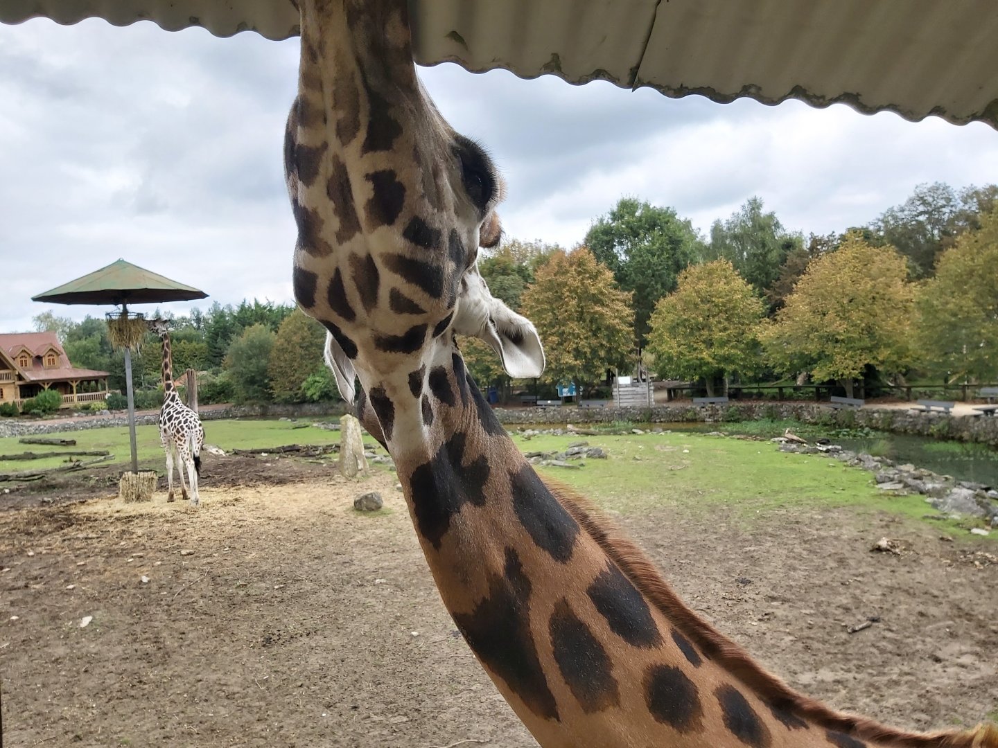 Rothschild's giraffe eating from the roof