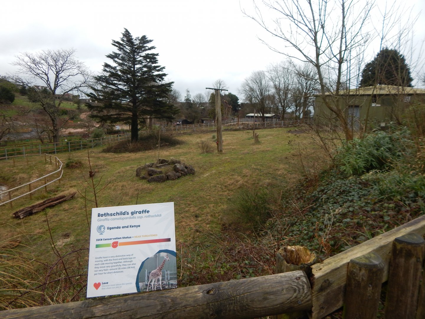Rothschild's giraffe enclosure 050224