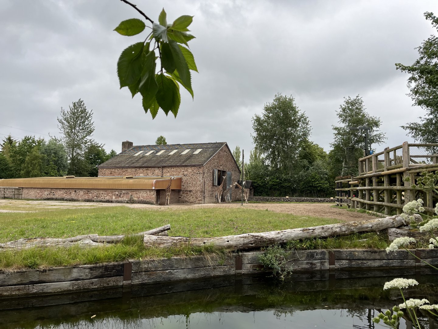 Rothschild’s giraffe enclosure 29.6.24