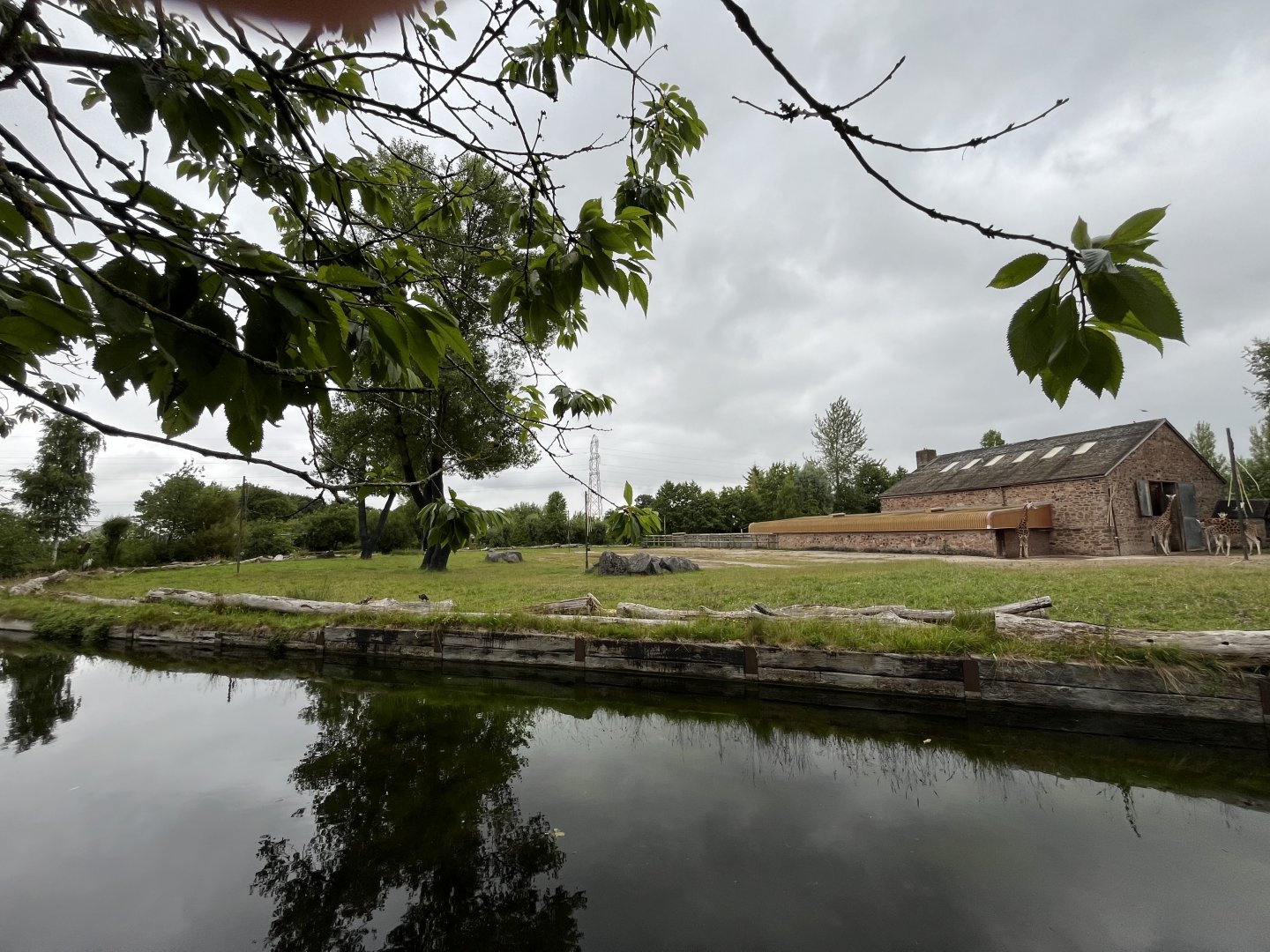 Rothschild’s giraffe enclosure 29.6.24