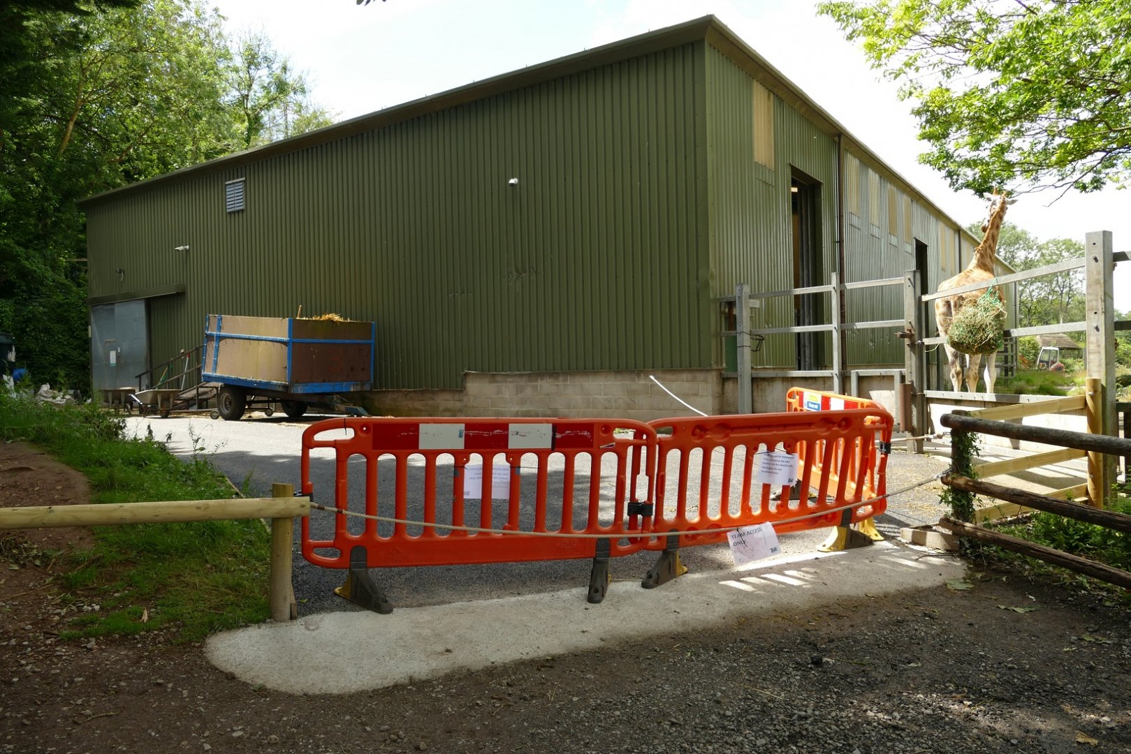 Rothschild's giraffe enclosure, July 2021