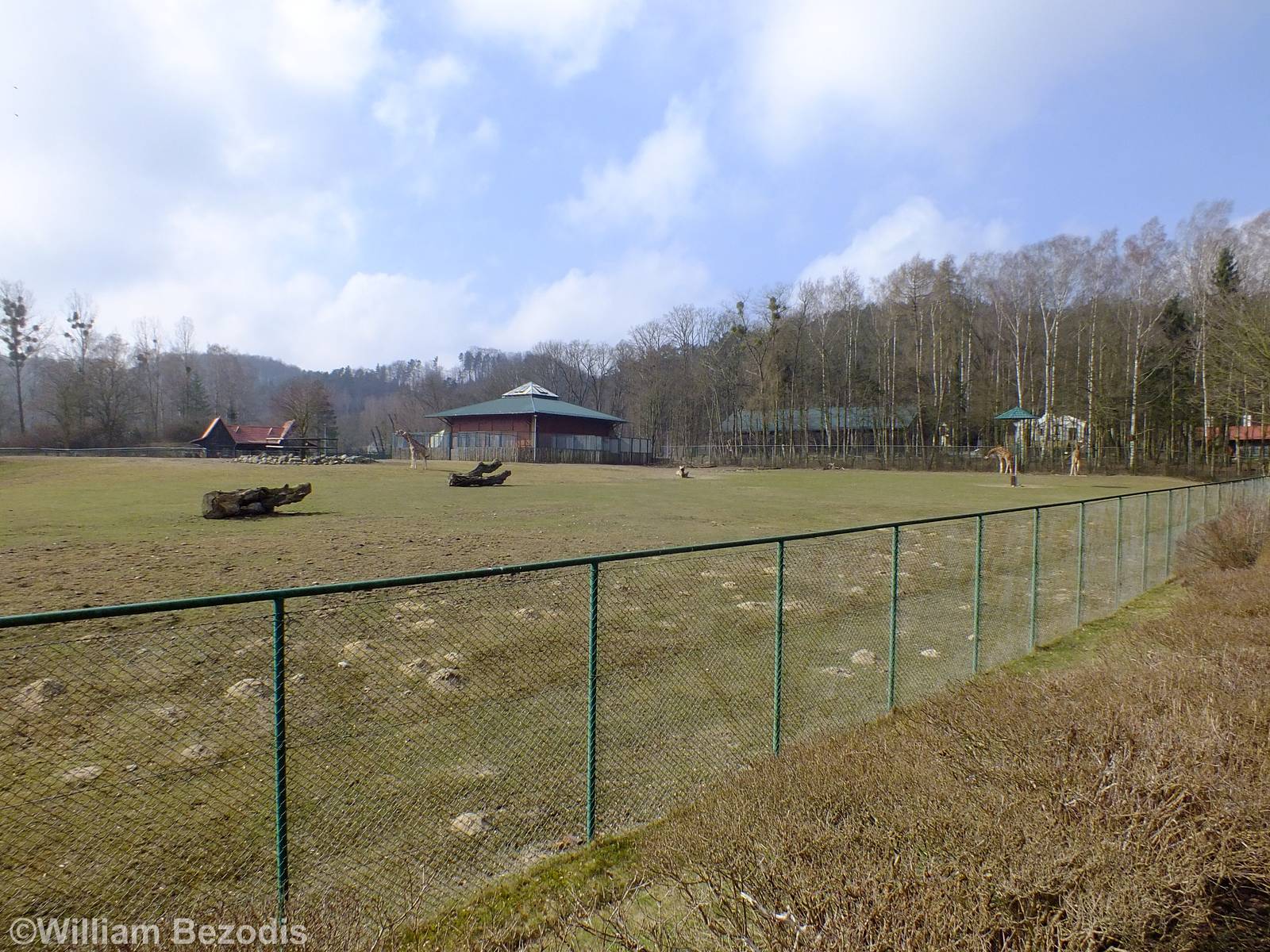 Rothschild's Giraffe Enclosure