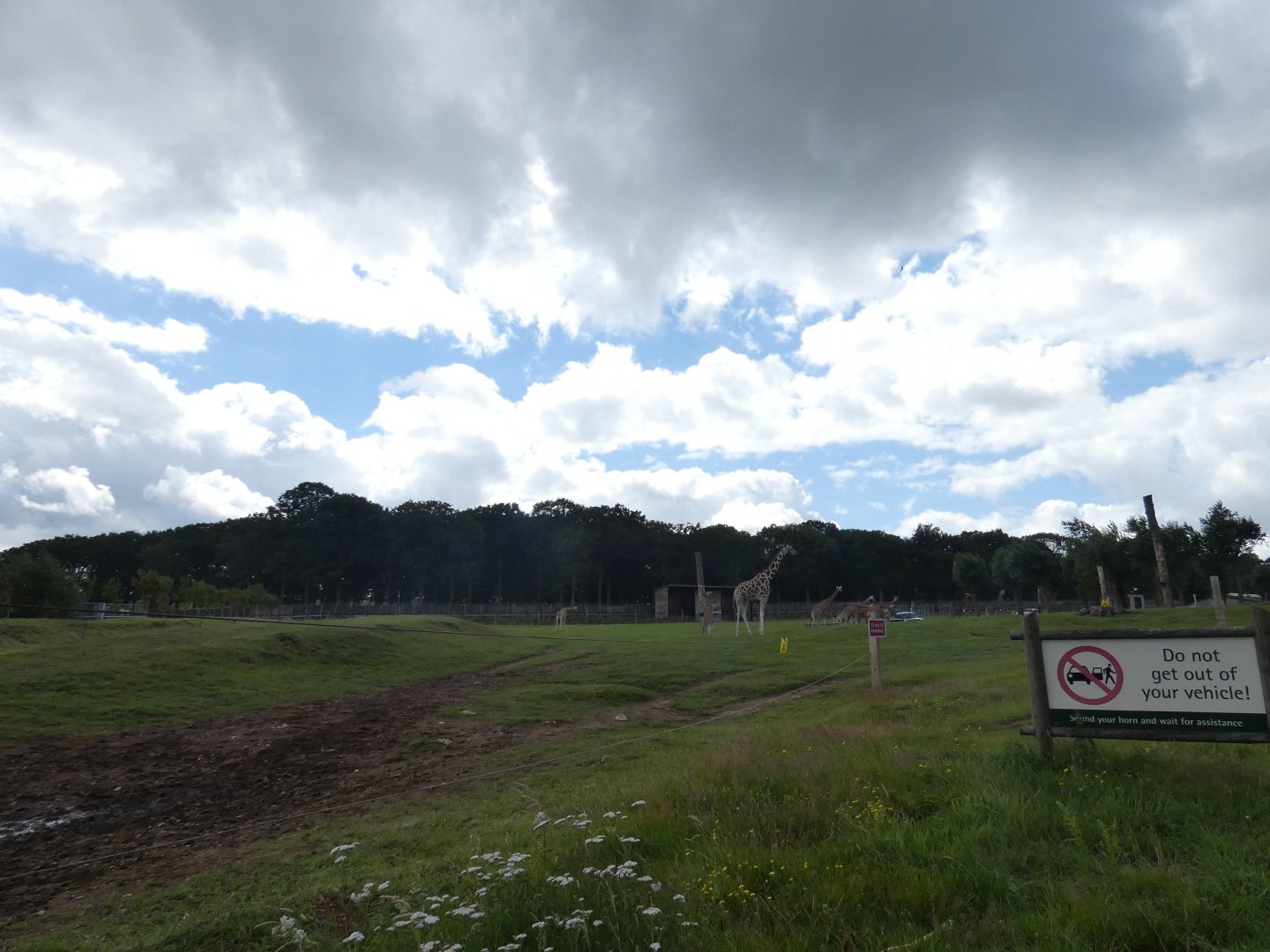 Rothschild's Giraffe enclosure