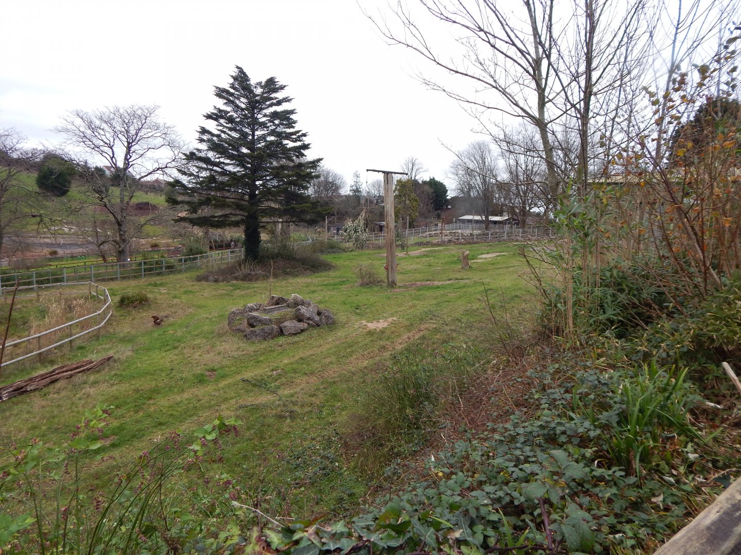 Rothschild's giraffe exhibit 111224