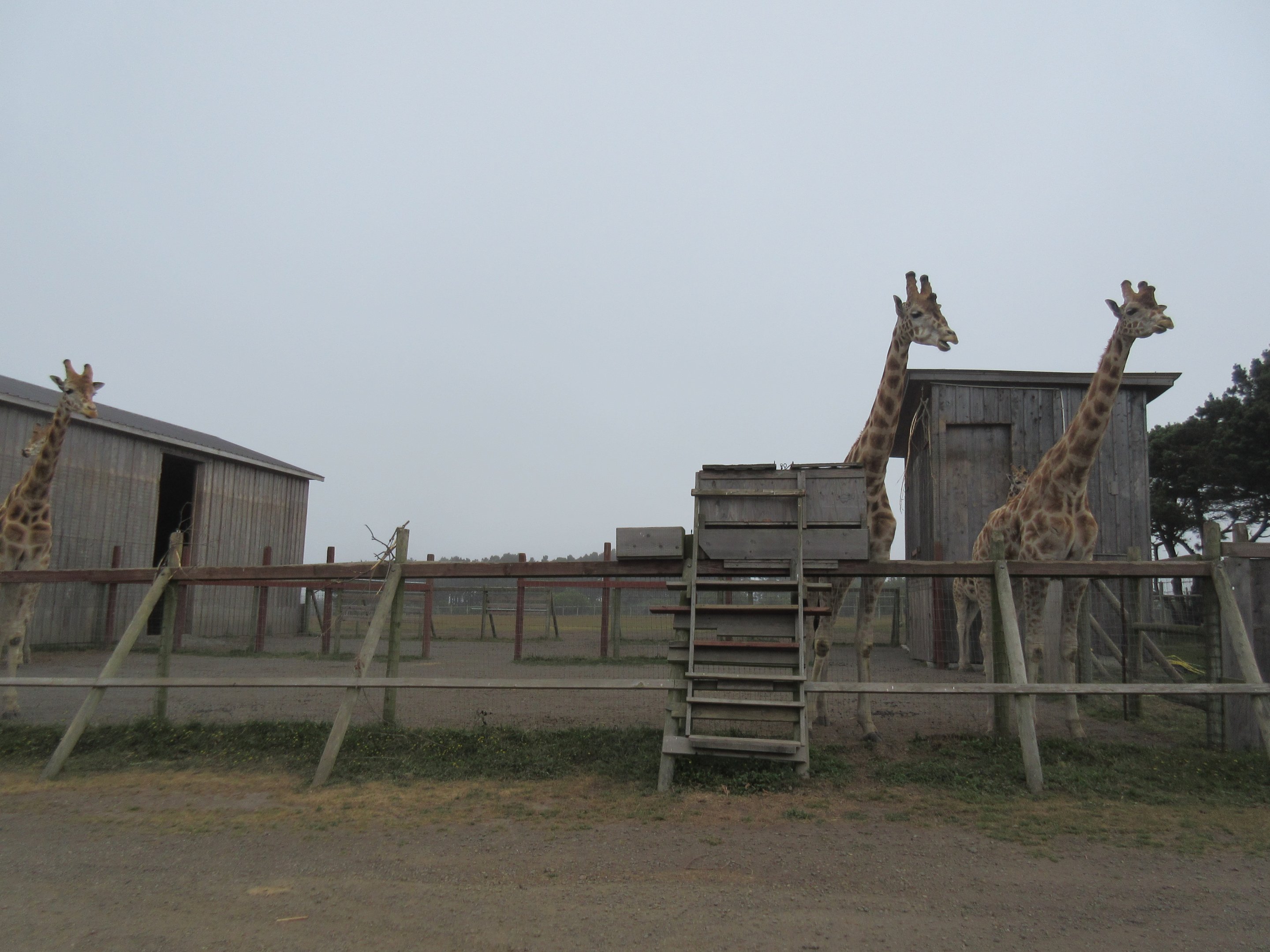 Rothschild's Giraffe Exhibit (home to 5 young males) - on a foggy day