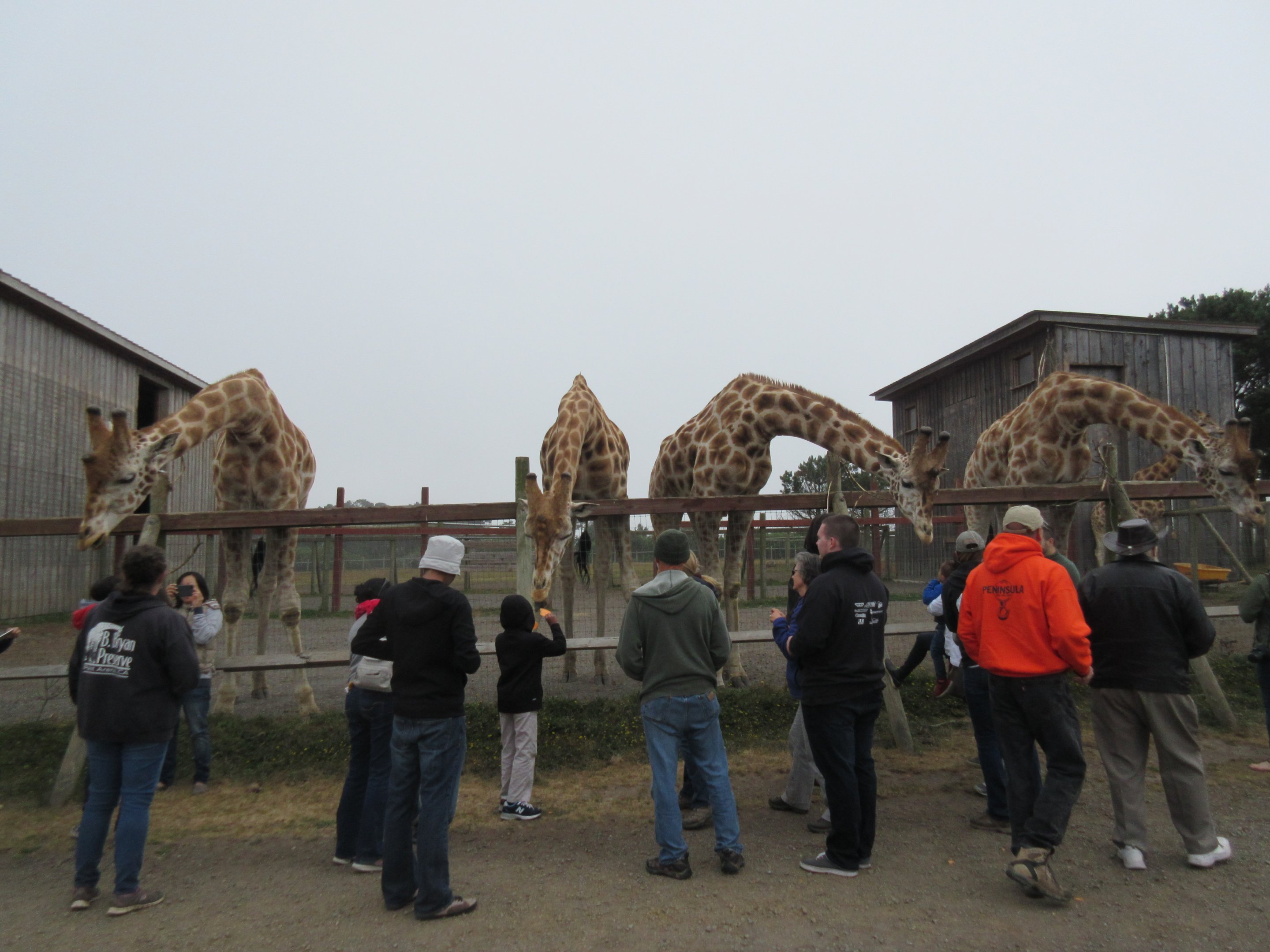 Rothschild's Giraffe Exhibit (home to 5 young males) - on a foggy day