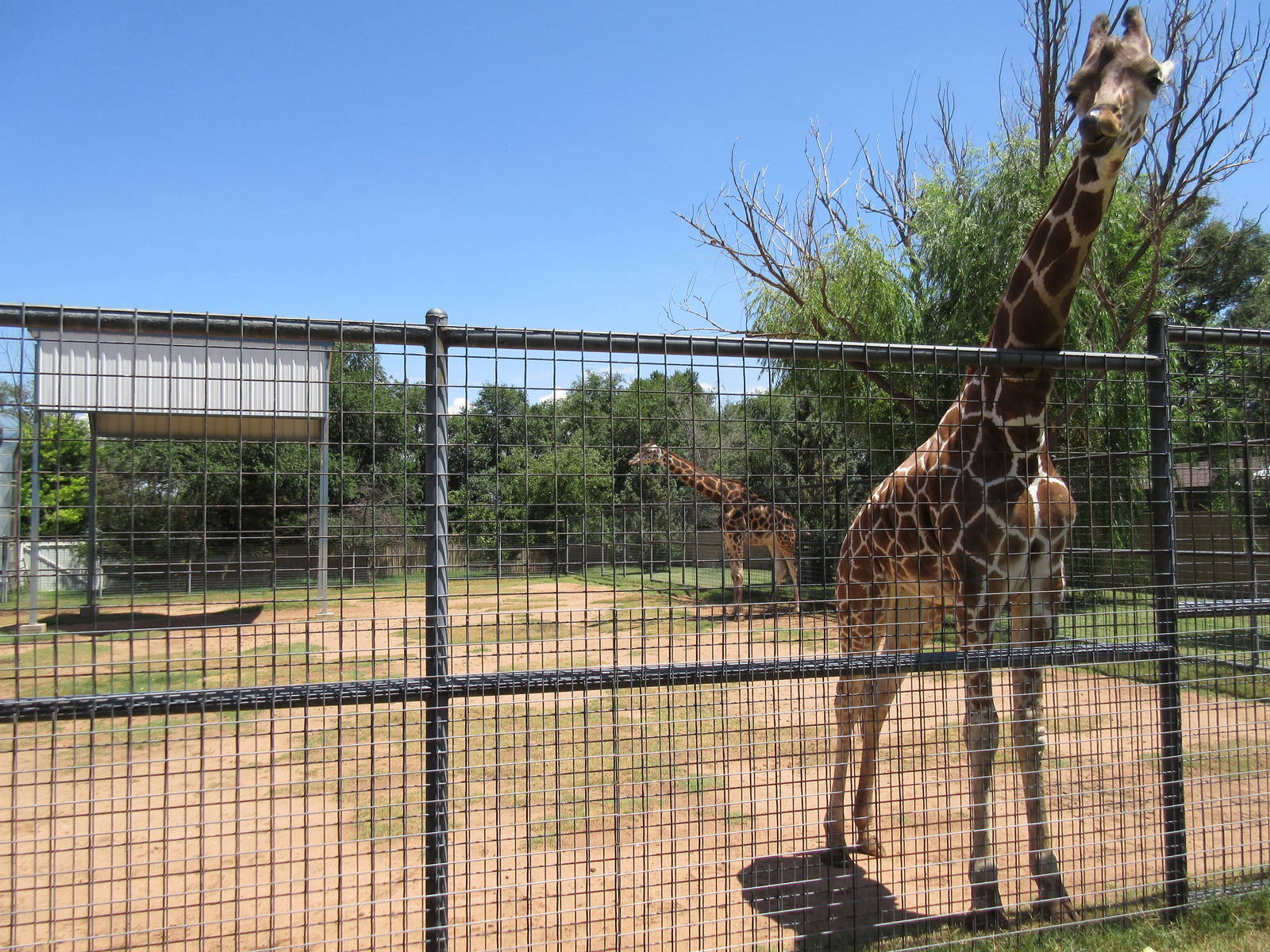 Rothschild's Giraffe Exhibit