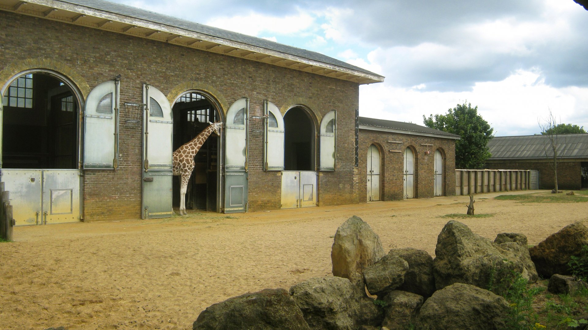 Rothschild's Giraffe Exhibit