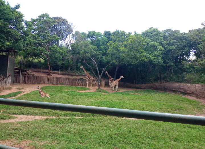 Rothschilds giraffe exhibit