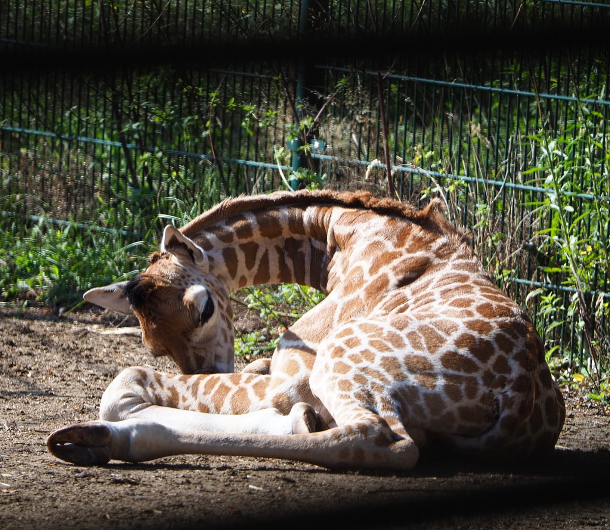 Rothschild's giraffe foal (Giraffa camelopardalis camelopardalis), 2019-09-15