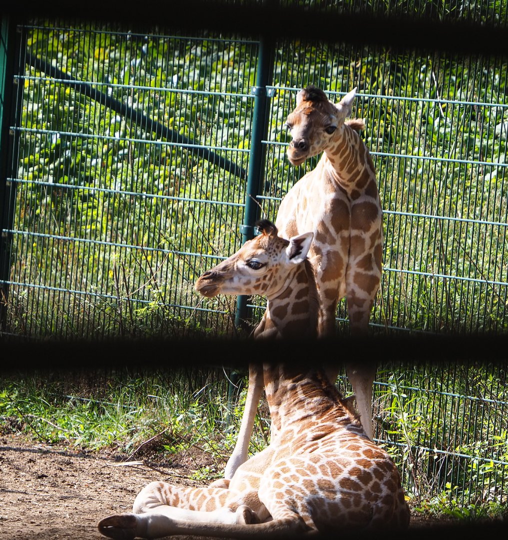 Rothschild's giraffe foals (Giraffa camelopardalis camelopardalis), 2019-09-15
