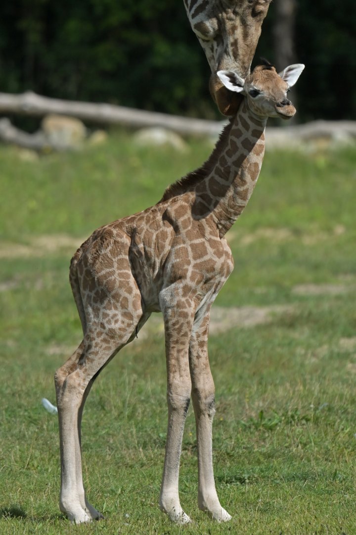 Rothschild's giraffe (Giraffa cameleopardis rothschildi)