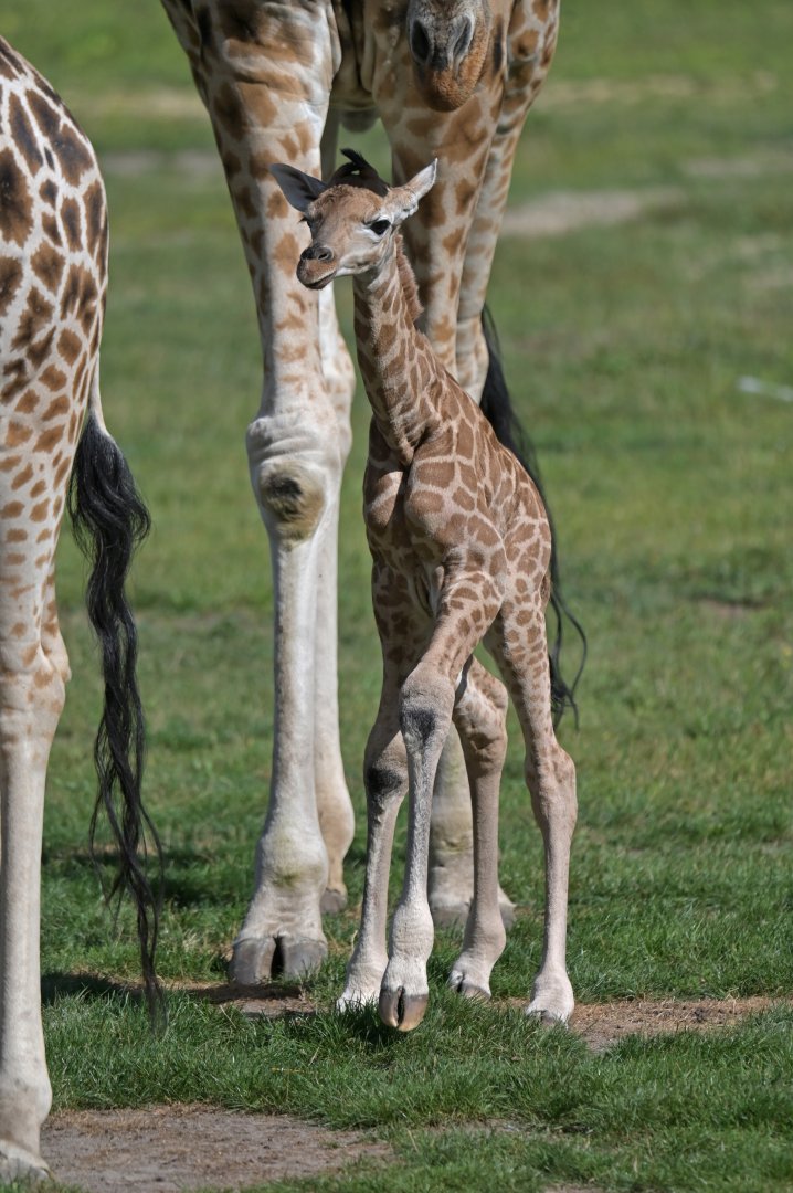 Rothschild's giraffe (Giraffa cameleopardis rothschildi)