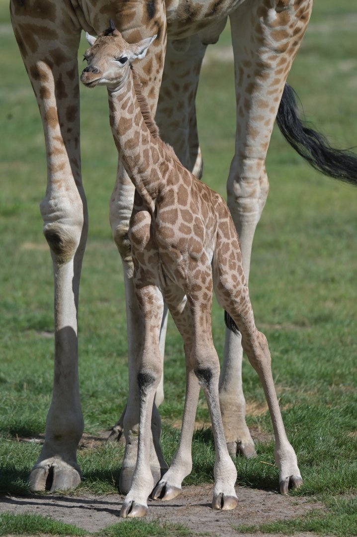 Rothschild's giraffe (Giraffa cameleopardis rothschildi)