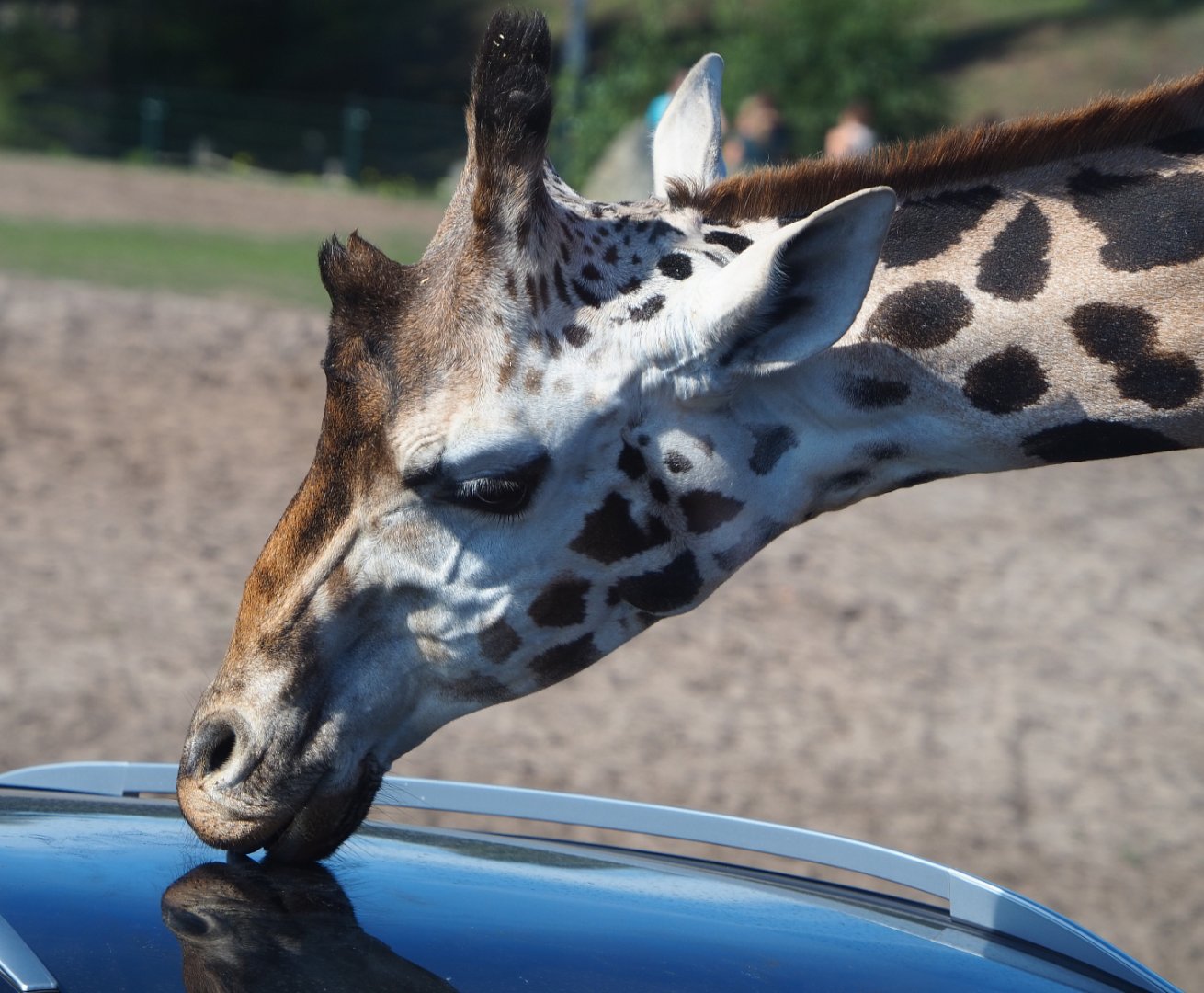 Rothschild's giraffe (Giraffa camelopardalis camelopardalis) licking car, 2019-09-15