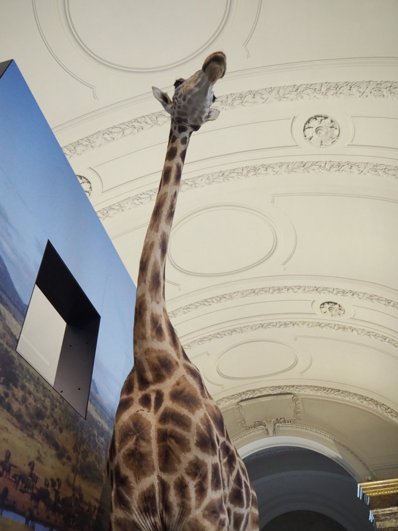 Rothschild's giraffe (Giraffa camelopardalis camelopardalis) specimen, 2021-10-20