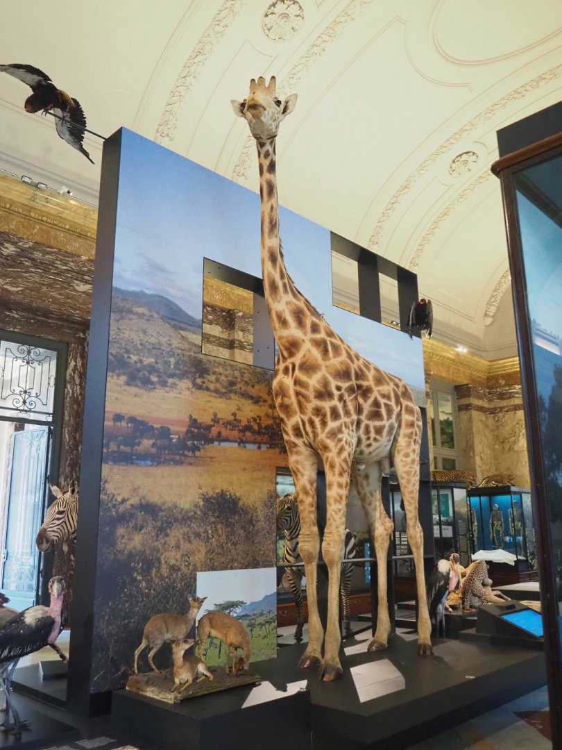 Rothschild's giraffe (Giraffa camelopardalis camelopardalis) specimen, 2021-10-20