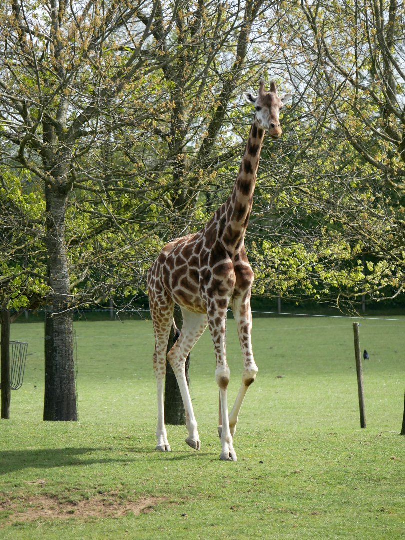 Rothschild's giraffe (Giraffa camelopardalis camelopardalis)