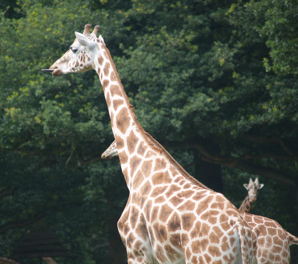 Rothschild's giraffe (Giraffa camelopardalis rothschildi), 2006-07-08