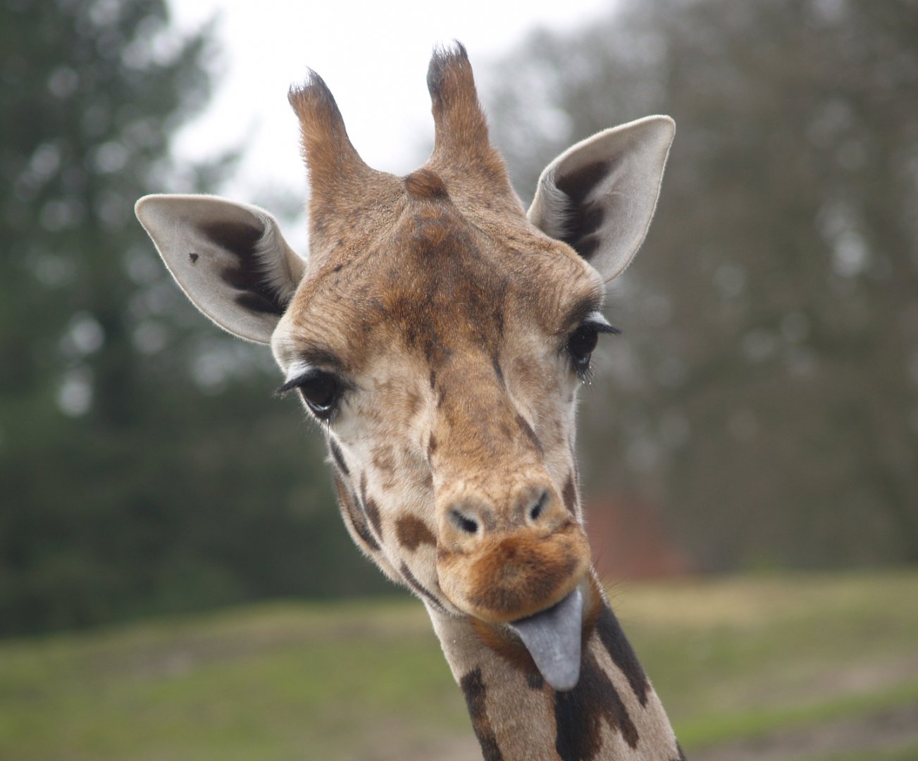 Rothschild's giraffe (Giraffa camelopardalis rothschildi), 2008-03-01