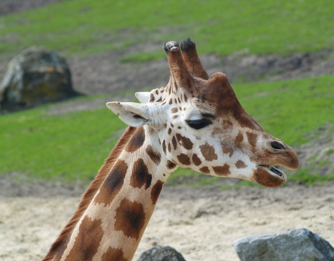 Rothschild's giraffe (Giraffa camelopardalis rothschildi), 2009-04-19