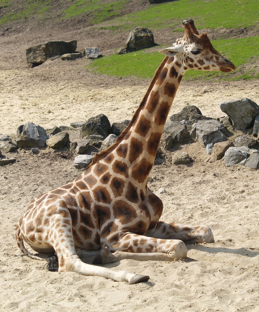 Rothschild's giraffe (Giraffa camelopardalis rothschildi), 2009-04-19