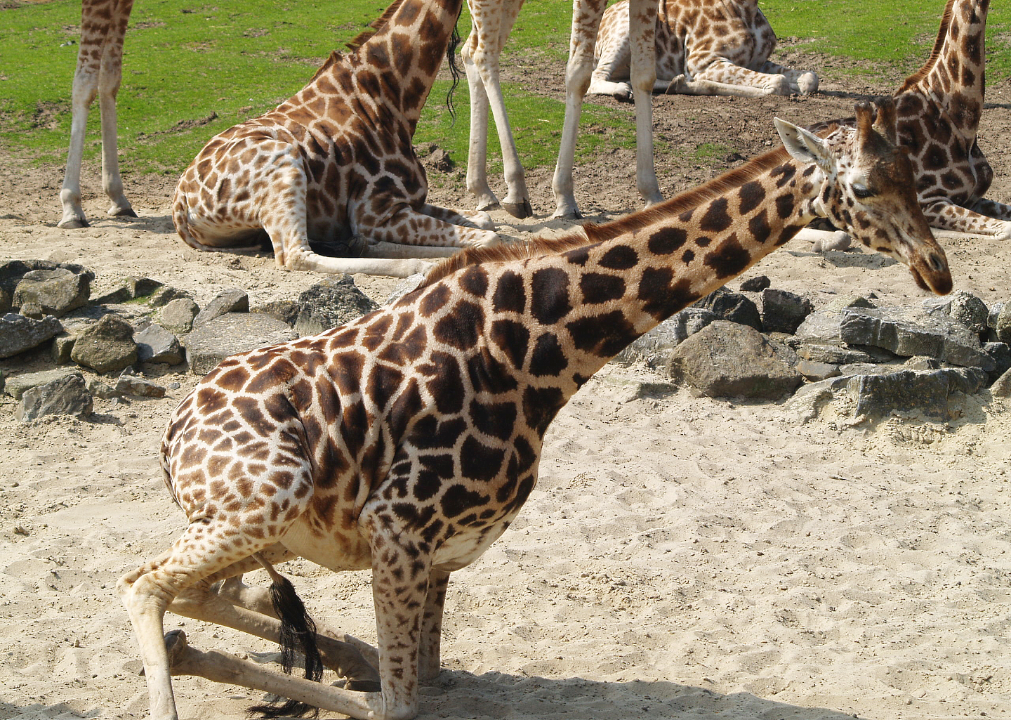 Rothschild's giraffe (Giraffa camelopardalis rothschildi), 2009-04-19
