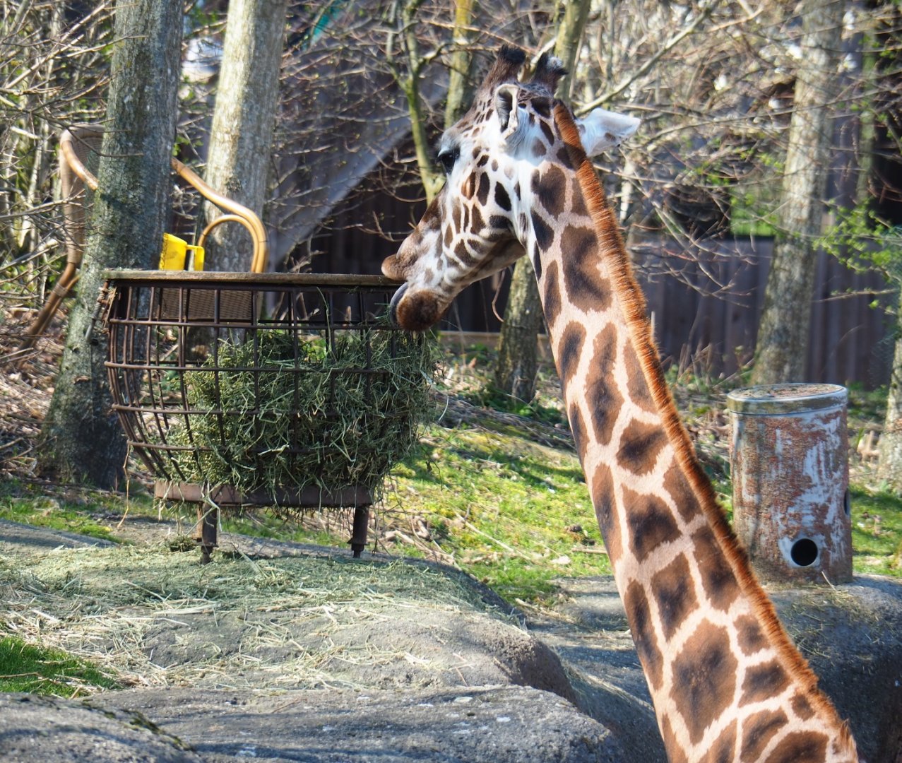 Rothschild's giraffe (Giraffa camelopardalis rothschildi), 2019-03-30