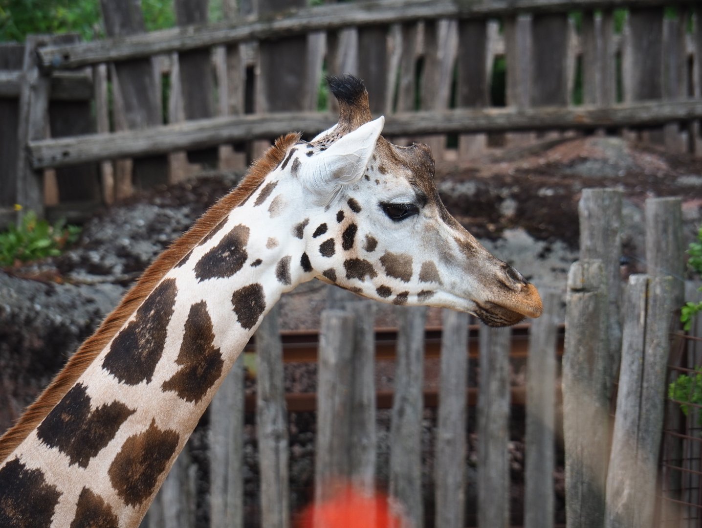 Rothschild's giraffe (Giraffa camelopardalis rothschildi), 2019-07-21