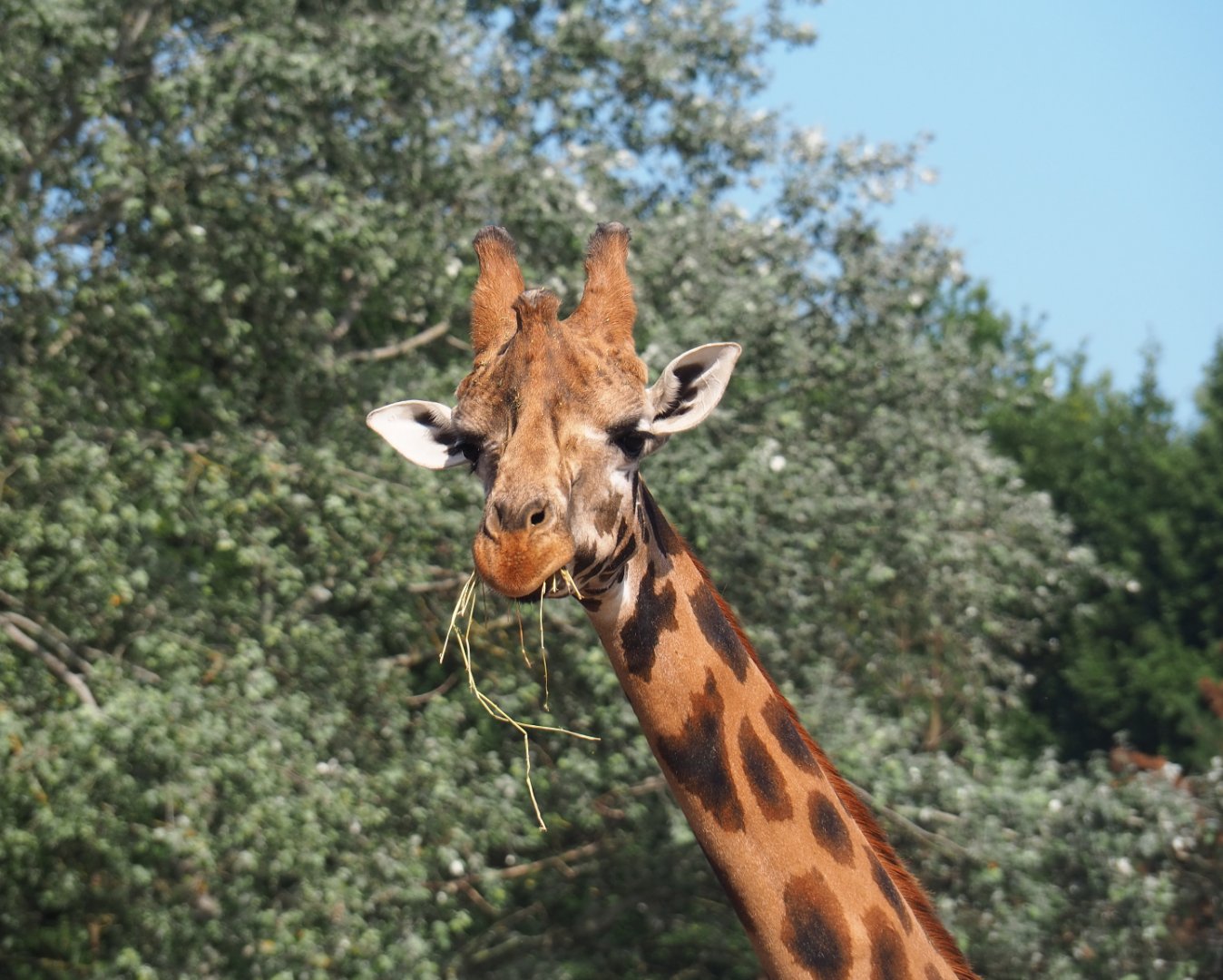 Rothschild's giraffe (Giraffa camelopardalis rothschildi), 2019-08-04