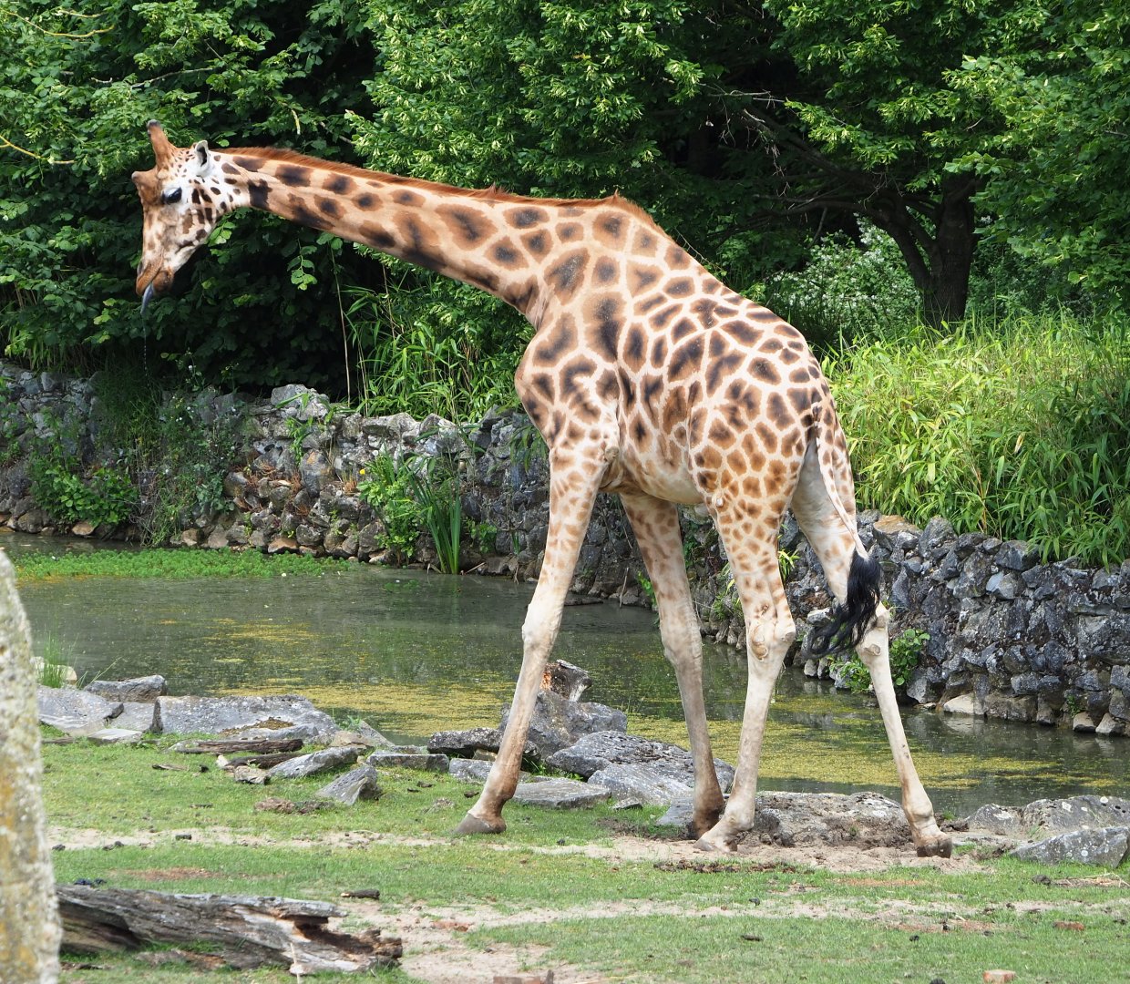 Rothschild's giraffe (Giraffa camelopardalis rothschildi), 2021-06-15