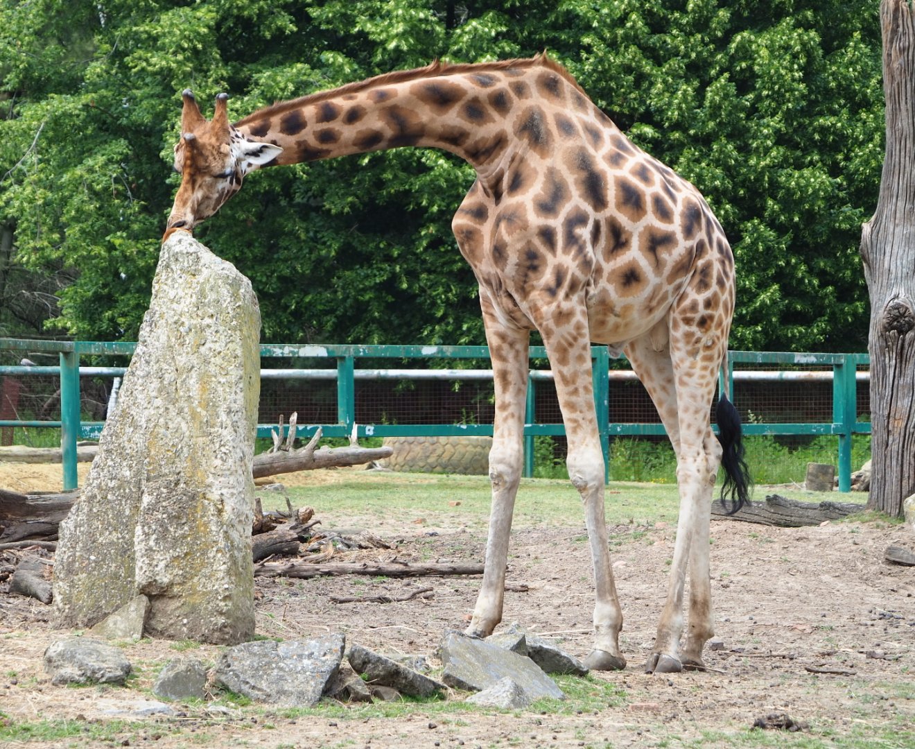 Rothschild's giraffe (Giraffa camelopardalis rothschildi), 2021-06-15