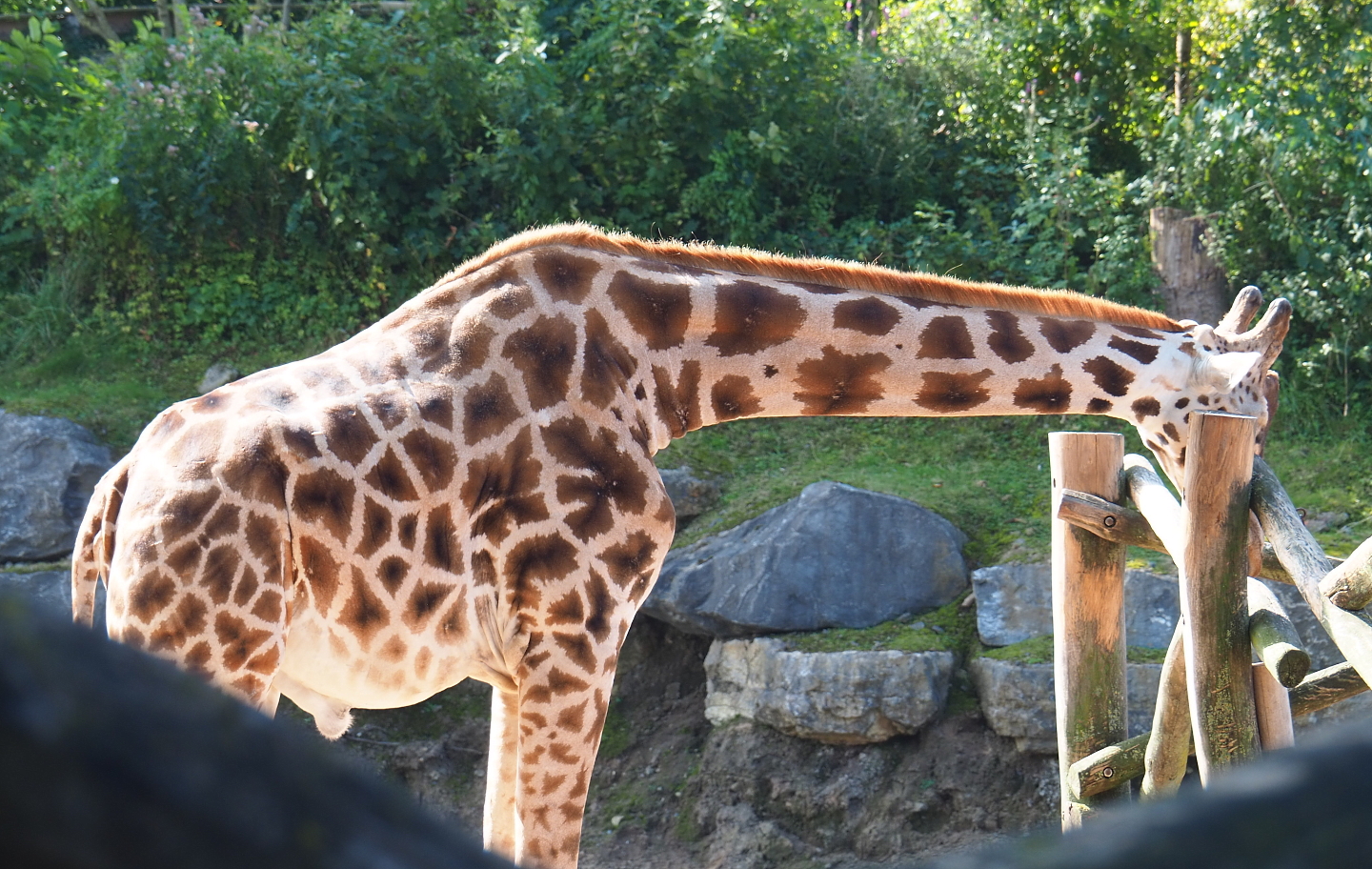 Rothschild's giraffe (Giraffa camelopardalis rothschildi), 2021-09-02