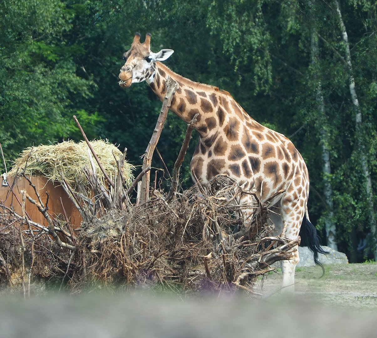 Rothschild's giraffe (Giraffa camelopardalis rothschildi), 2022-06-12