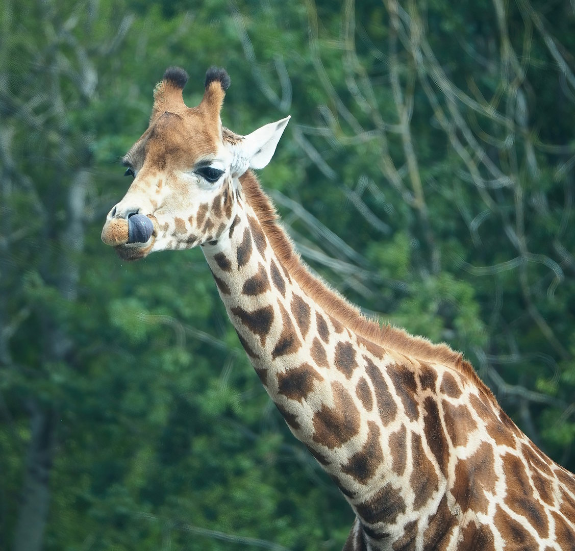 Rothschild's giraffe (Giraffa camelopardalis rothschildi), 2022-06-12