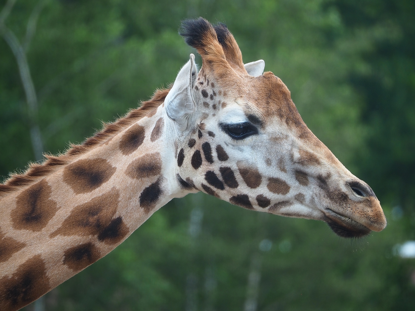 Rothschild's giraffe (Giraffa camelopardalis rothschildi), 2022-06-12